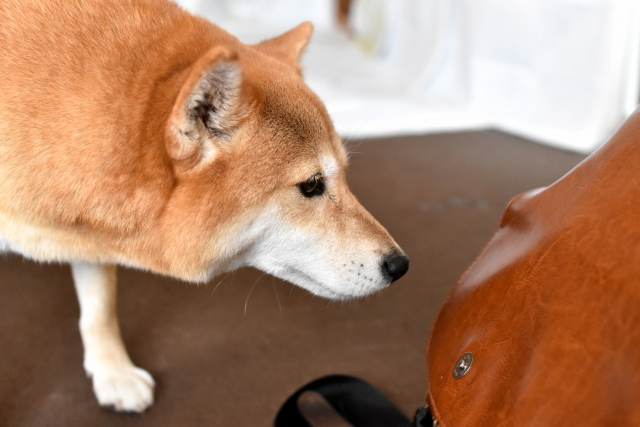 犬の盗み食いに注意 誤食を防ぐために飼い主がすべきこと Inugoto