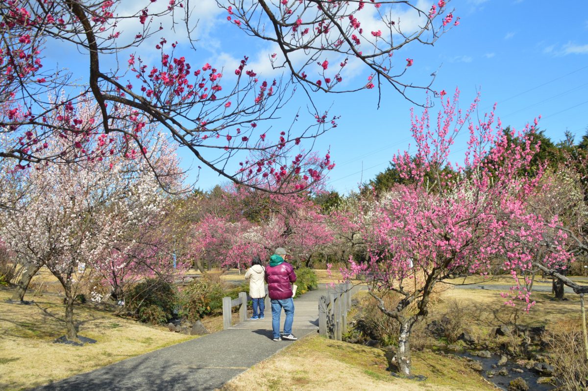 犬同伴ok 関東最多級の梅が見頃 小田原フラワーガーデンの梅まつり 3月8日まで Inugoto